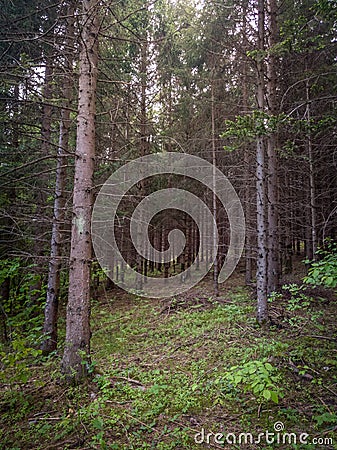 Pine forest on Ã„Å’emernici mountain near Banja Luka. Stock Photo